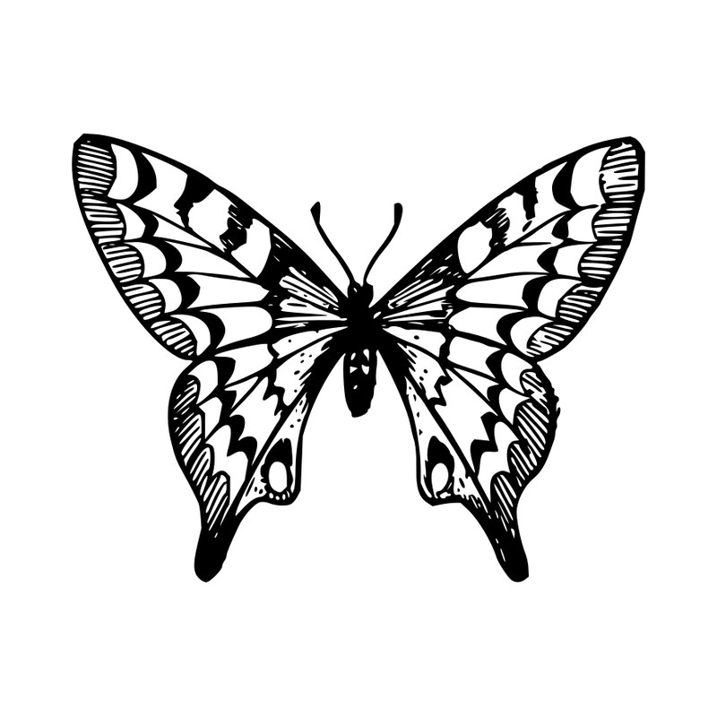 Swallowtail butterfly